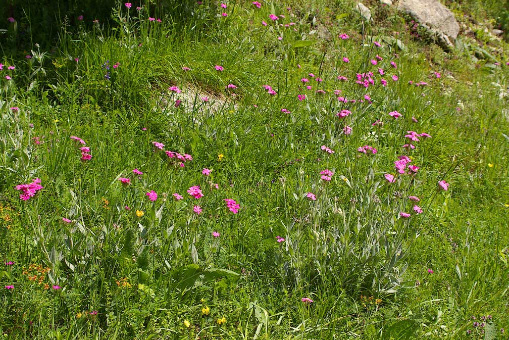 Lychnis flos-jovis/Crotonella fior di Giove